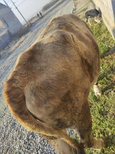 купить корову швицкой породы: Продаю | Бык (самец) | Полукровка | На откорм | Привязанные — 1