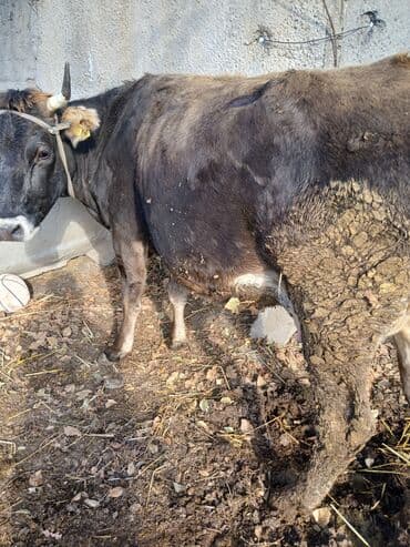 продам козу дойную: Продаю | Корова (самка) | Для молока | Стельные — 1