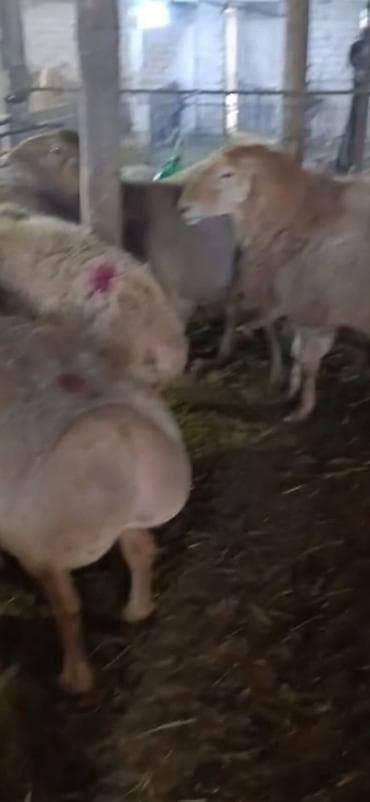 бараны продаю: Продаю | Баран (самец) | Полукровка | На забой — 3