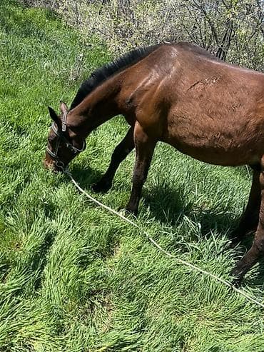 живой корм: Продаю | Жеребец | Рабочий | Племенные — 3