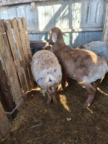 Продаю | Овца (самка) | Для разведения | Племенные