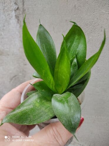 чайное дерево: Распродажа САНСЕВИЕРИИ цветы комнатные В чем польза: очищает воздух — 8