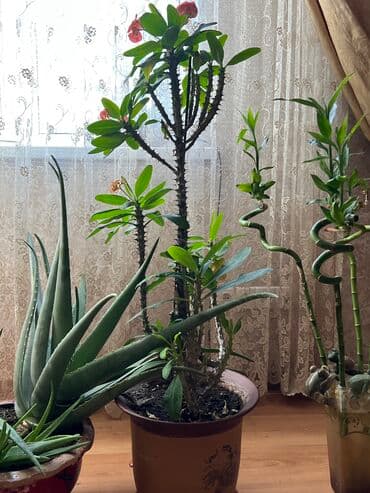 сколько стоят гипсофилы: Цветущее растение 3000 сом 2 штуки Дерево фикус 7000 сом Малочай 5000 — 3