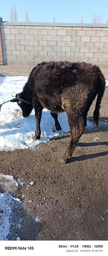 Зоотовары: Продаю | Музоо, торпок | Полукровка | На откорм | Привязанные — 7