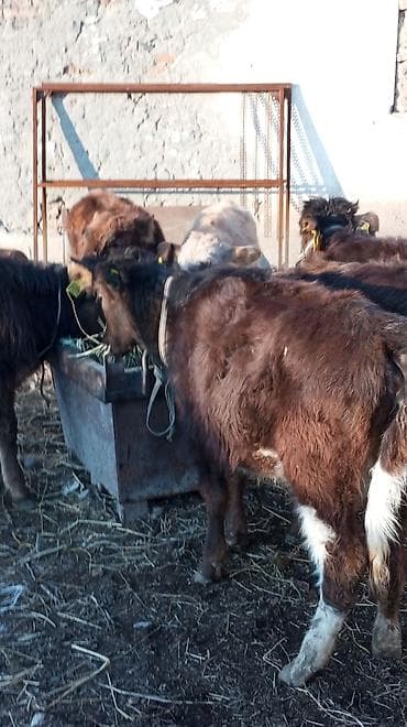 поилки нипельные: Продаю | Тёлка | На откорм | Привязанные — 3