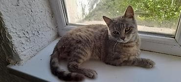 шотландский кошки: Скотиш Страйт (Шотландская прямоухая), 10 месяцев, Девочка, Серый, Приучена к лотку — 2