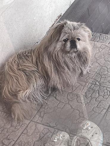 Ветеринар кызматы: Найден пес породы Пекинес в районе Кара-Жыгач. Собака без ошейника — 7