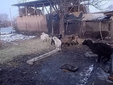 форма животных: Продаю | Коза (самка), Козлёнок | Полукровка, Нубийская | На забой, Для разведения — 3