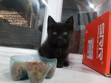 домашний животные: Кошка даром: Беспородная, 2 месяца, Девочка, Приучена к лотку — 2