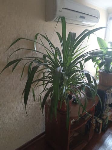 орхидеи в горшке купить с доставкой: Продаю шикарный цветок большого размера в большой дом,на дачу,в офис — 1