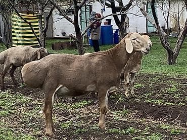 кулак тай: Продаю | Баран (самец) | Арашан | Для разведения | Племенные — 2