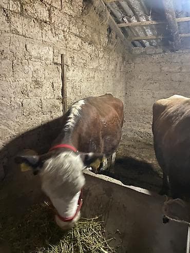 ячмень атлин: Продаю | Бык (самец) | Привязанные — 1