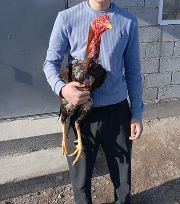 голуби животное: Кант и село маевка если реальный клиент ступка будет — 3