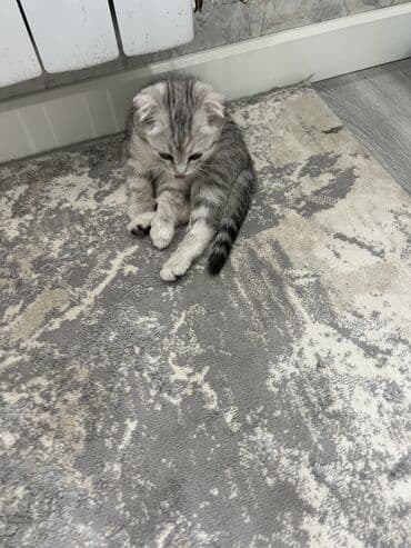 шотландская котята: Британская короткошёрстная, 2 месяца, Девочка, Серебристая шиншилла, Приучена к лотку — 6