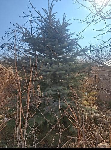 Голубая ель 3 метра