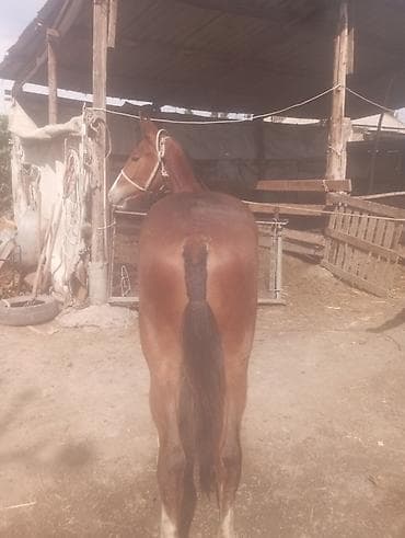 с мыкан: Продаю | Жеребенок | Полукровка | Рабочий | Племенные — 1