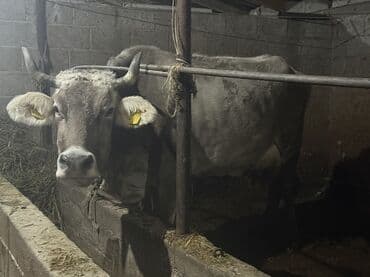 дакан сатам: Сатам | Уй (ургаачы) — 3