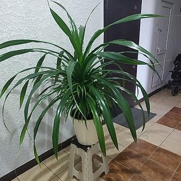 юка маленькая: Комнатное растение – крупный декоративнолистный панданус в горшке. 130 — 1