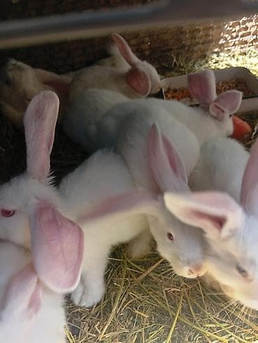 момолой чычкан: Продаю кроликов 4 мес.700 сом 2мес.500 сом порода французский великан — 6