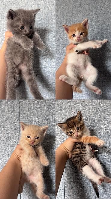 кошки коты котята: Отдам даром Котята домашние, помёт разного окраса: Особенности: - — 1