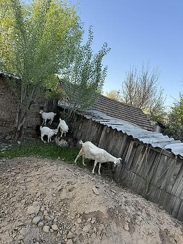 коровы молоко: Продаю | Козлёнок | Полукровка | Для молока | Осеменитель — 3