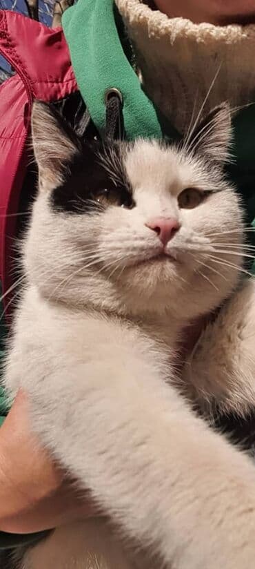 британские котята бишкек: Беспородная, 1 год, Мальчик, Биколор, Приучена к лотку, Проглистована — 2