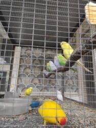 клетка для волнистого попугая: Молодежь волнистых папугаев оптом и в розницу)насчёт доставки — 3