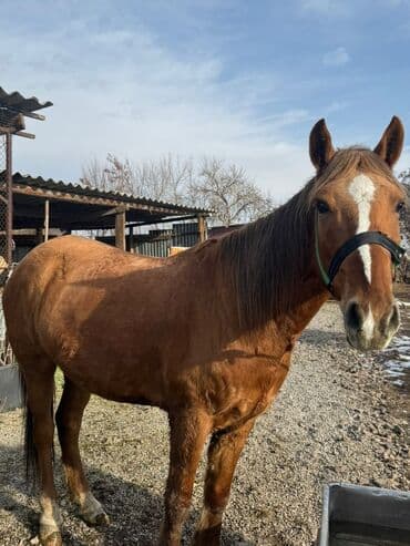 бельгийская голубая корова купить: Продаю | Конь (самец) | Рабочий — 2