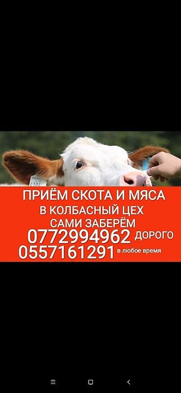 Колбасный цех : Коровы, быки, Лошади, кони, Другие с/х животные, | Забитый, На откорм, Любое состояние