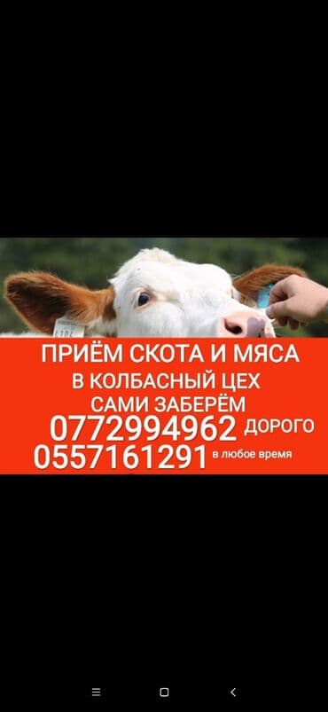 молочное оборудование: Сатып алам | Уйлар, букалар, Жылкылар, аттар, Башка а/ч жаныбарлары | Союлган, Бордоп семиртүү үчүн, Бардык шартта — 1