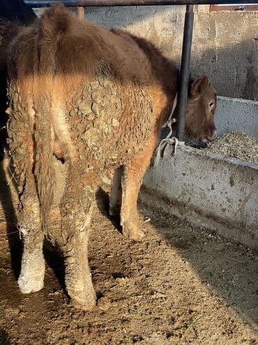 дойный коров: Продаю | Бык (самец) | Для разведения, На забой, На откорм | Искусственник, Племенные — 4