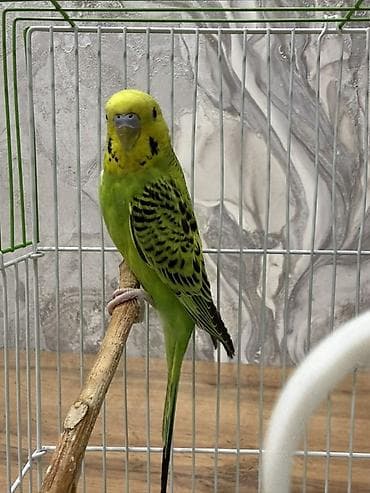 клетка для попугая ferplast: Волнистые попугайчики с комплектом клетки и аксессуарами. Состав — 3