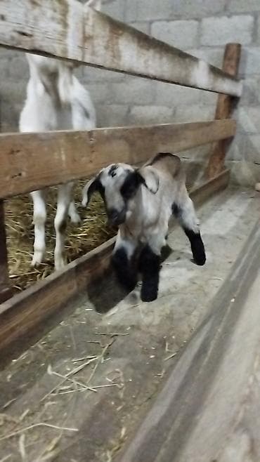 продажа щенков немецкой овчарки в бишкеке с документами: Продаю | Коза (самка) | Для разведения — 7