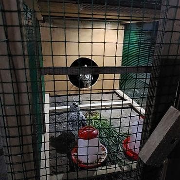 готовый курятник купить: Всё включено! взял и поставил или поларил) живой уголок для детей в — 4