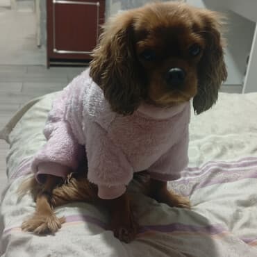 собака охотничий: Ит кууту: Кокер-спаниель, Ургаачы, 2 жаш, Эмделген, Ит тегин тастыктоочу документ — 1