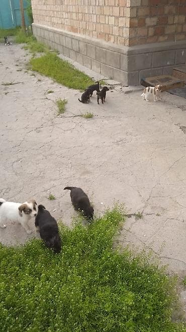 купить собаку в бишкеке: Малыши ищут дом и семью любящую семью с самого рождения у них — 3