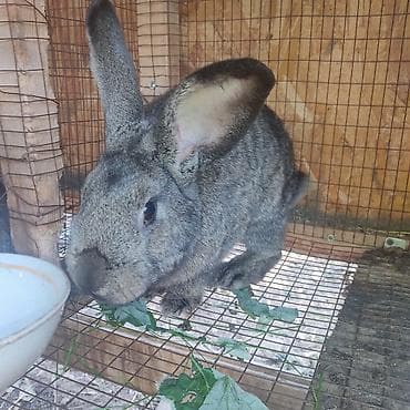 кролик цена: Продаю | Крольчиха (самка), Кролик самец, Крольчата — 1