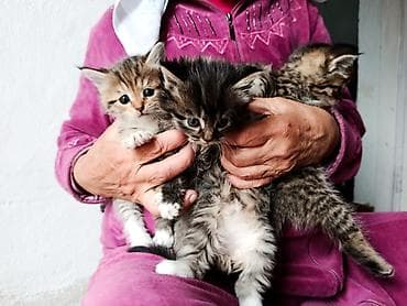 малинкий кошка: Котята, пушистые тигрята с белыми «носочками» и мягкими лапками — 9