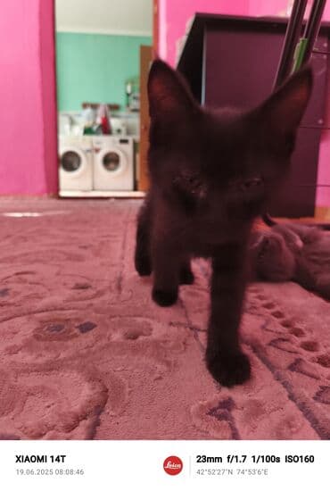 скоттиш фолд шотландская вислоухая кошка: Котята доступны для бронирования, готовы к переезду в новый дом. В — 3