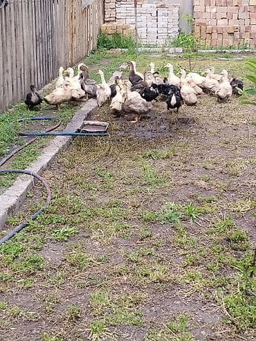 сколько стоят перепёлки: Утки на подворье (разные масти) - Породы/окрасы: светлые — 4