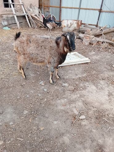сколько стоит коза дойная купить: Продаю | Козёл (самец) | Полукровка | Для разведения — 5