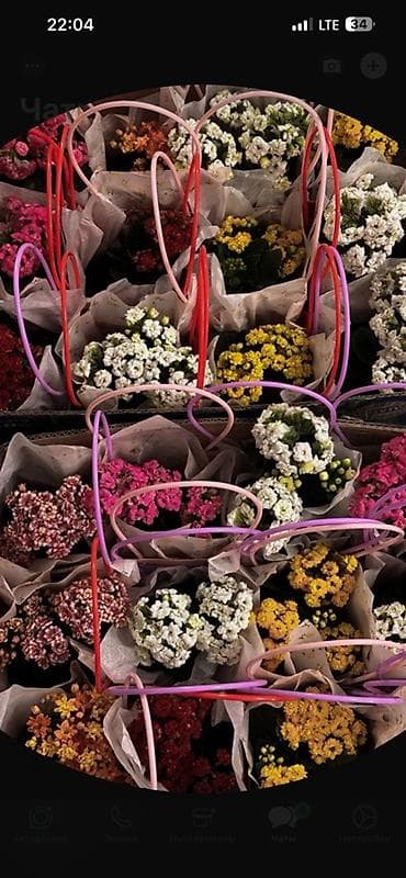 цветок каланхое: Горшечные каланхоэ в подарочных корзинках - Цветение: обильное — 2