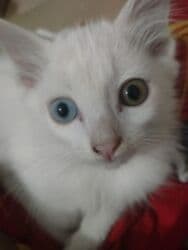 домашние кошки: Ангорская, 2 месяца, Девочка, Белый, Приучена к лотку — 8