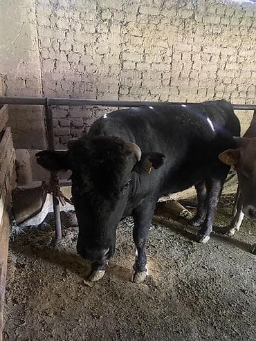 уй музо: Продаю | Бык (самец) | Ангус, Алатауская | На откорм | Племенные, Привязанные — 6