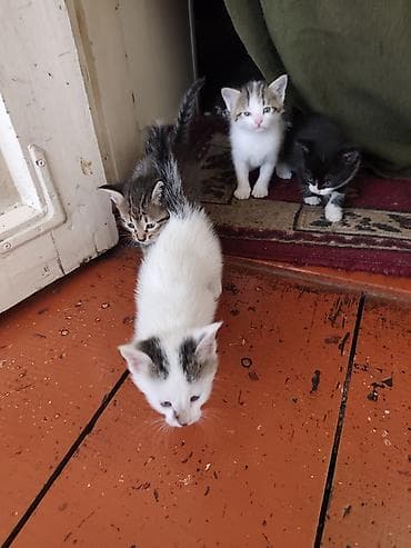 арзан иттер: Котята, помет из нескольких малышей разной окраски: - бело-пятнистые — 1