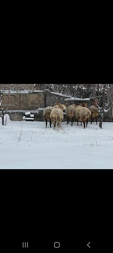 страус птица: Продаю | Баран (самец) | На забой | Котные — 1