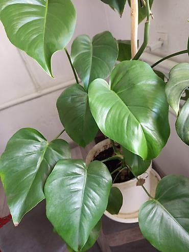 монстера с белыми листьями купить: Монстера деликатесная (Monstera deliciosa) в горшке - Крупное — 4