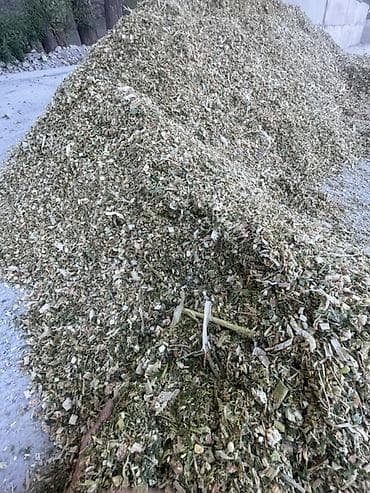 семина кукуруза: Кукурузный сенаж в фасованных мешках лудший корм все чодко делаем - — 3