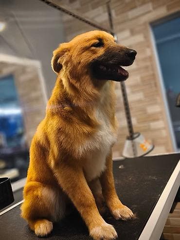 отдам в добрые руки: Пристраивается в хорошие добрые руки, красивая собачуля девочка зовут — 4