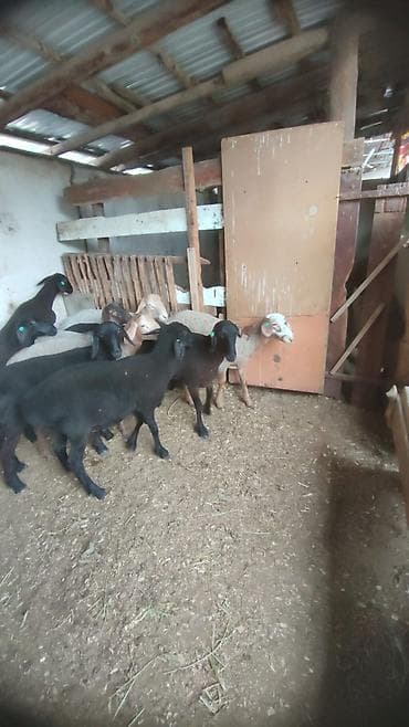 кара балта тай: Продаю | Баран (самец) | Для разведения | Племенные — 1